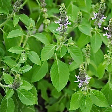 Basil - Holy (Tulsi)