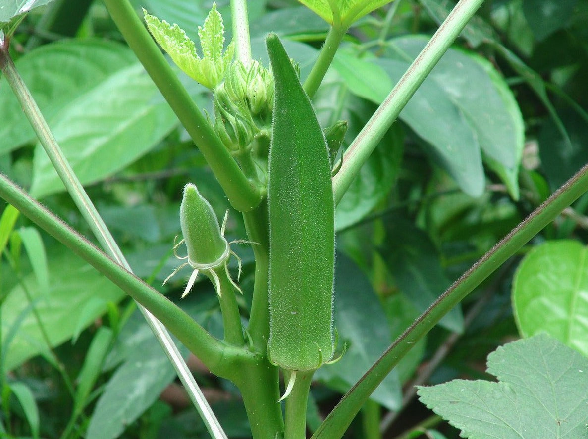 Okra - Gumby (4" pot)