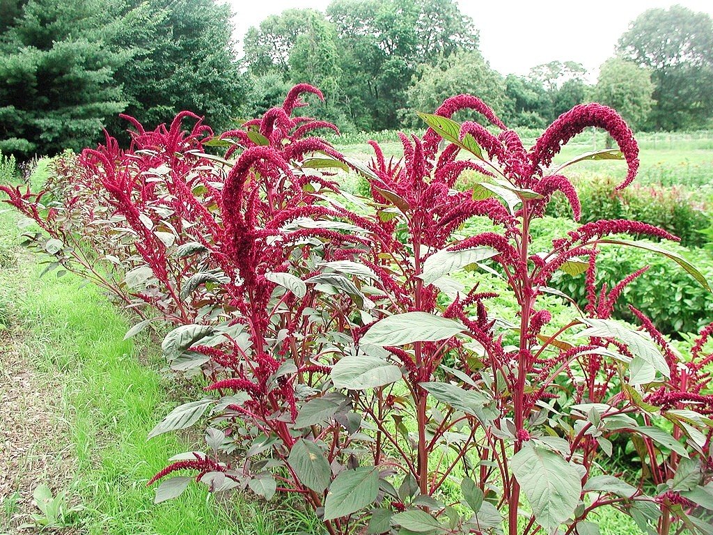 Amaranth (Callaloo) - Love Lies Bleeding (4" pot)