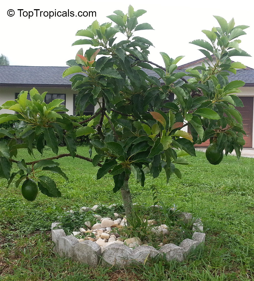 Avocado - Golden (3 gal pot)