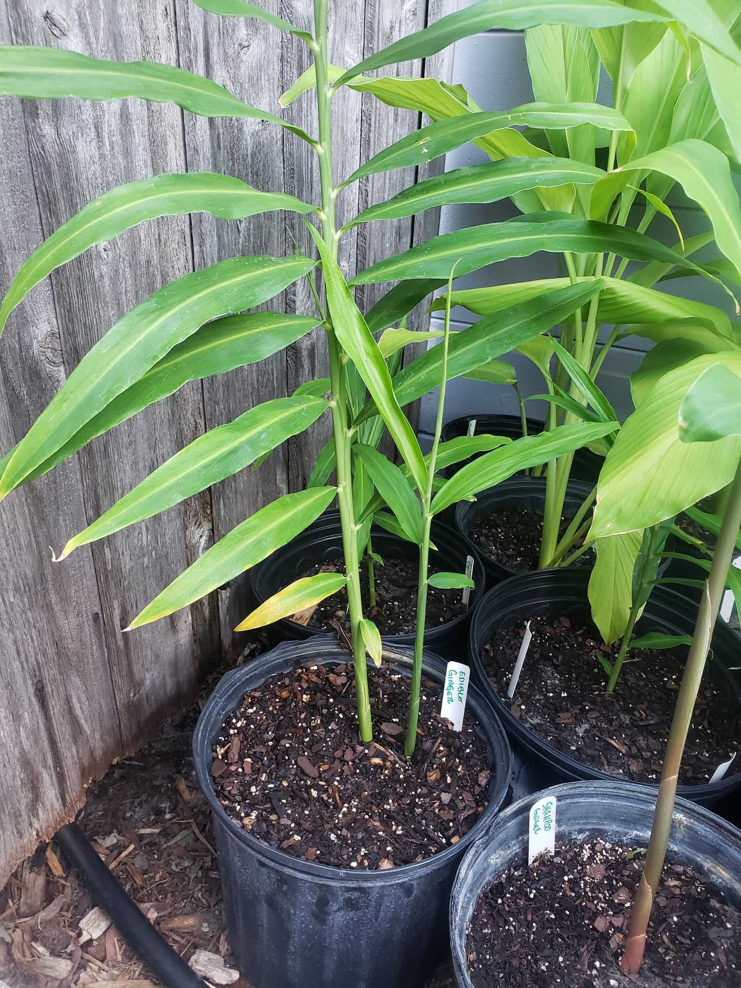 Culinary Ginger (1 Gal Pot)