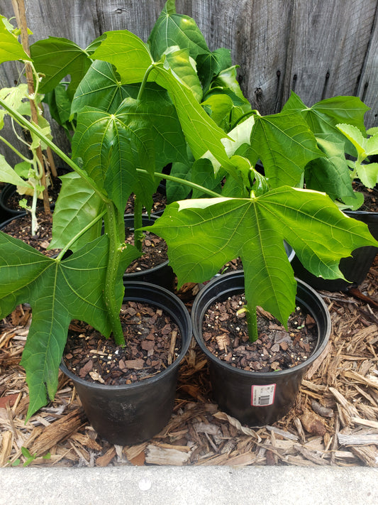 Chaya (Tree Spinach) Unknown Variety  (1 Gal Pot)