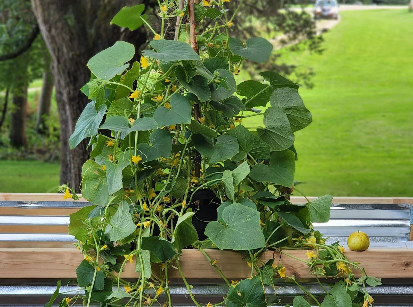 Cucumber - Lemon (4" pot)