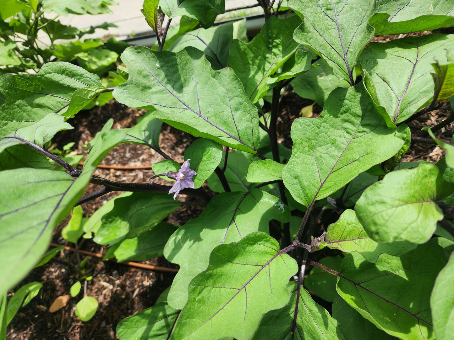 Eggplant - Kurume long(4" pot)
