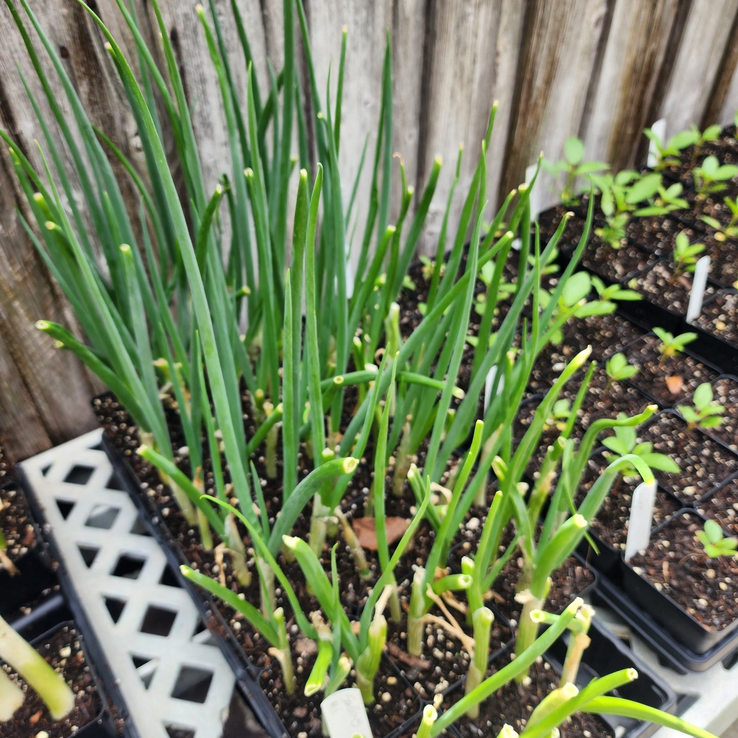 Scallions (4" Pot)