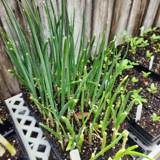 Scallions (4" Pot)