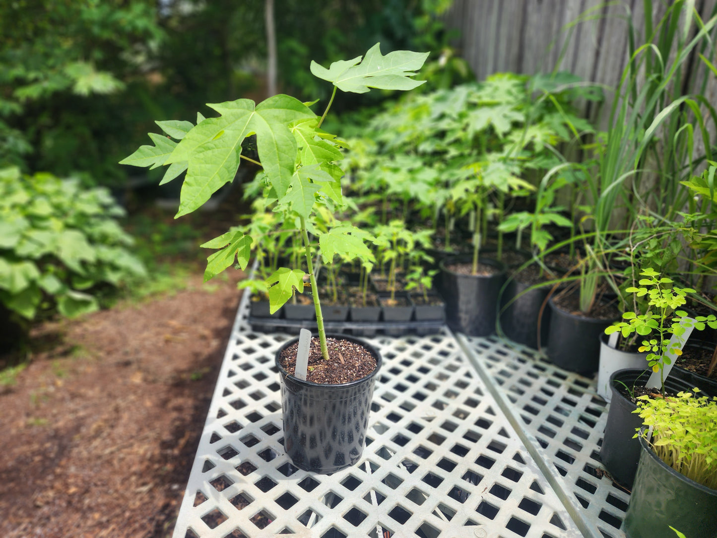 Papaya Tree (2 Sizes)