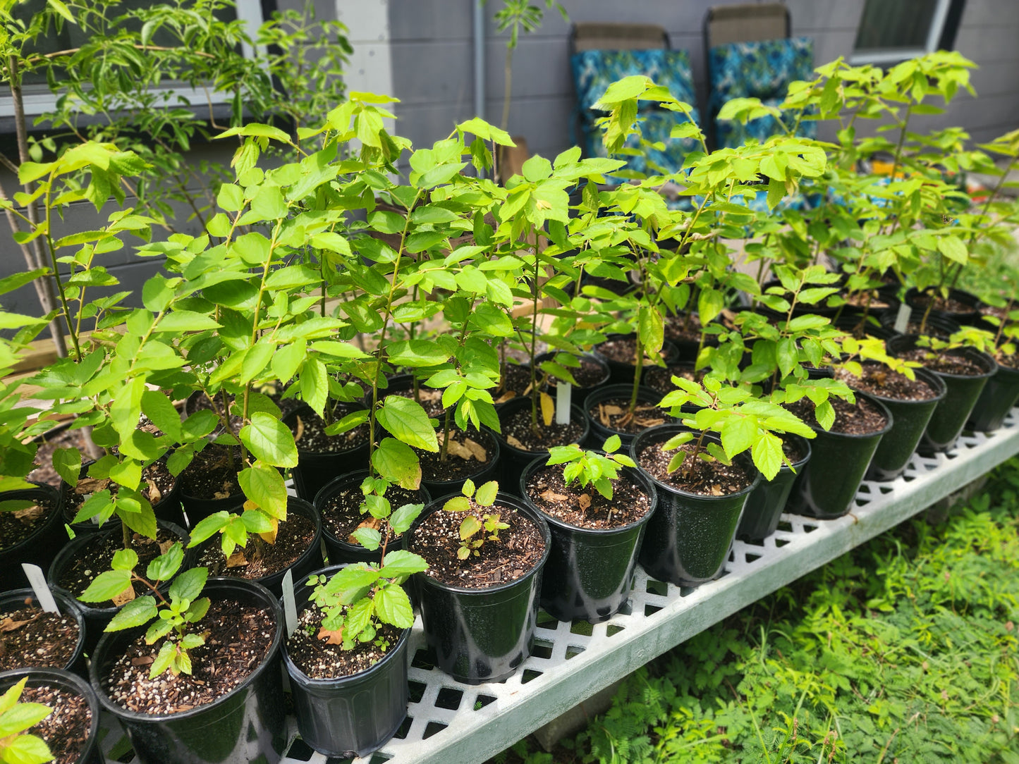 Jamaican Cherry (Strawberry Fruit Tree) (1 Gal Pot)