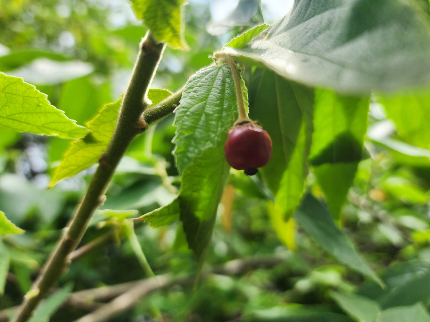Jamaican Cherry (Strawberry Fruit Tree) (1 Gal Pot)