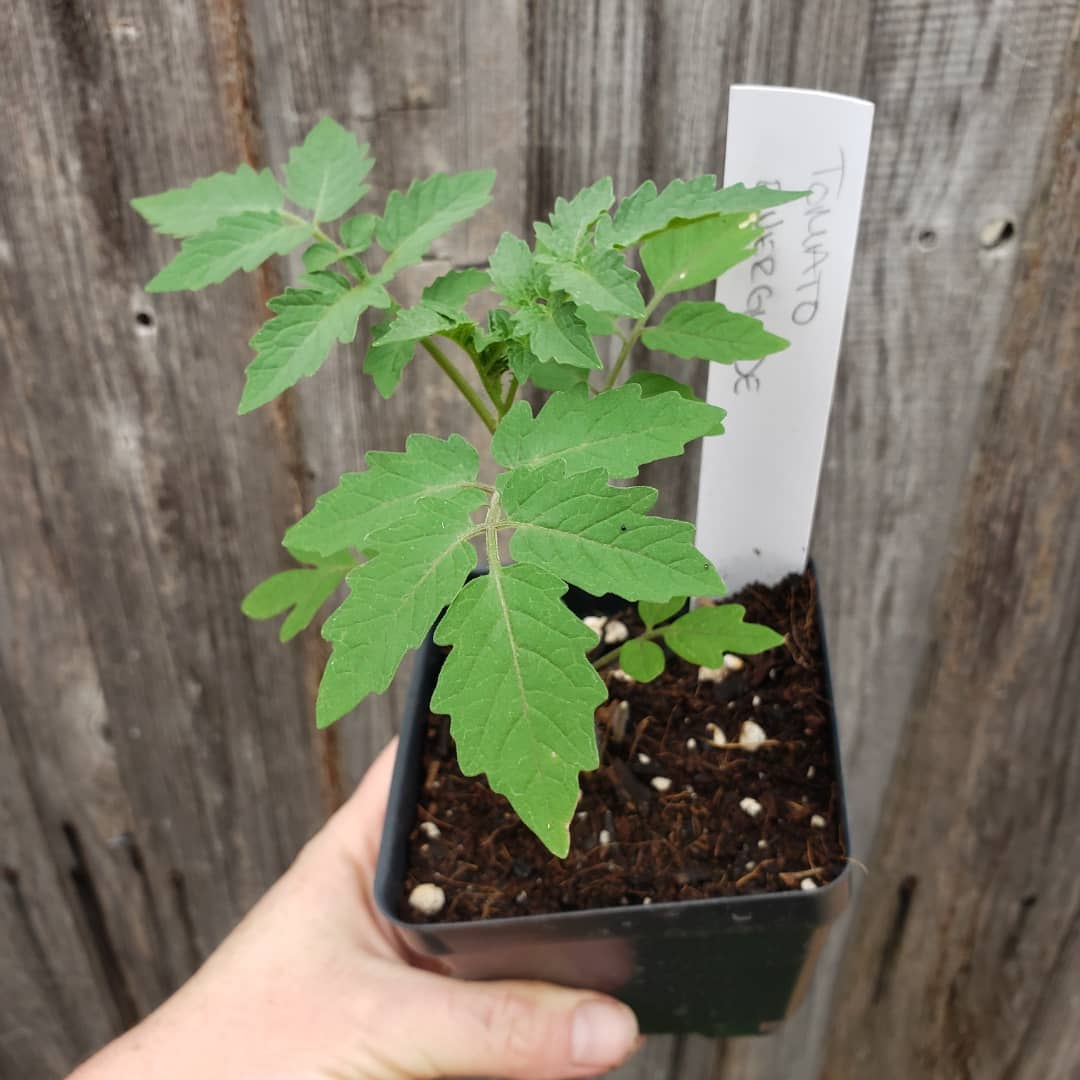 Tomato - Everlgade