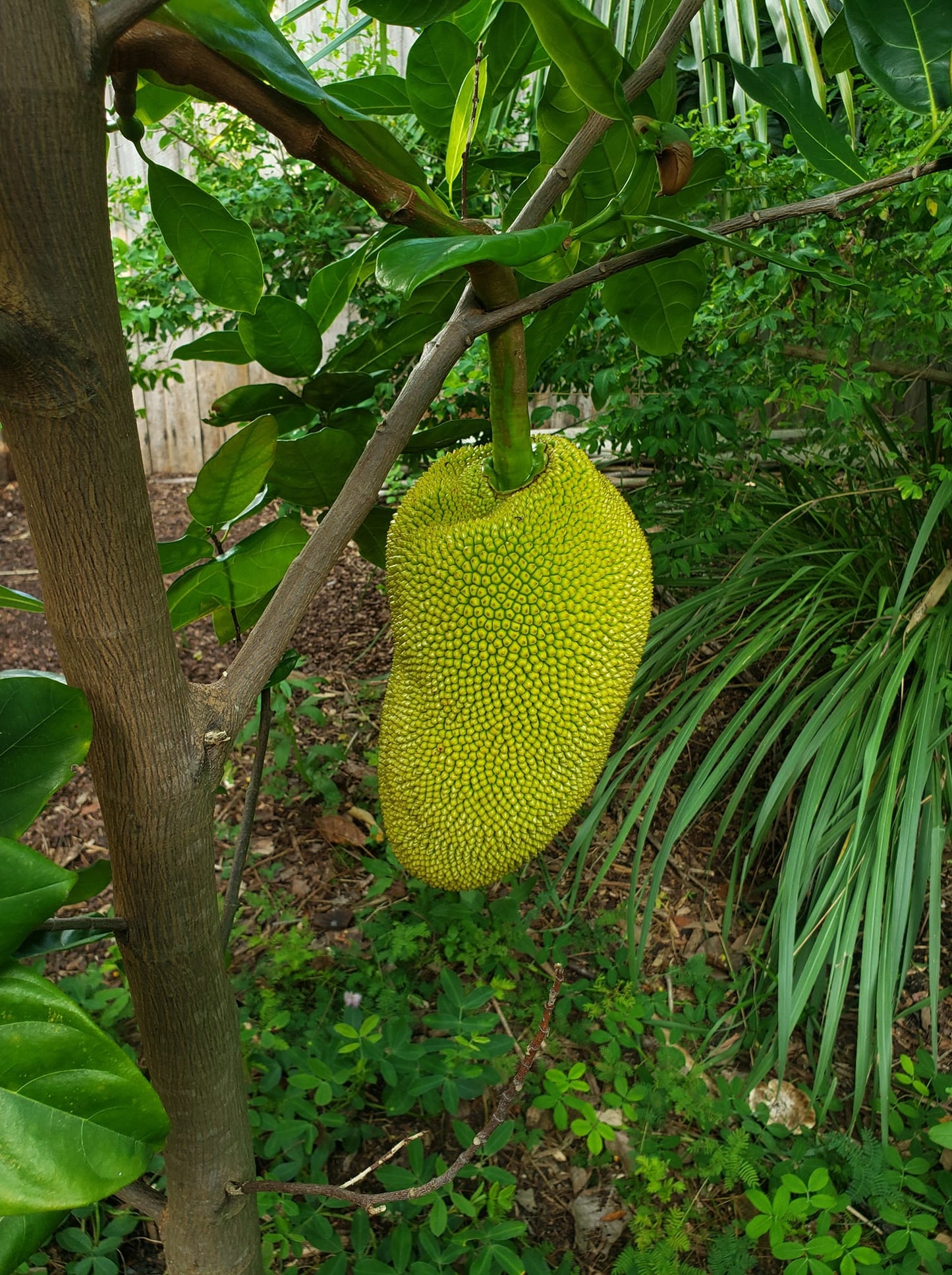 Jackfruit - Philippine (3 gal pot)