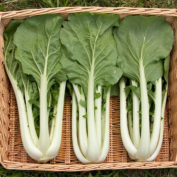Bok Choy - Prize Choi