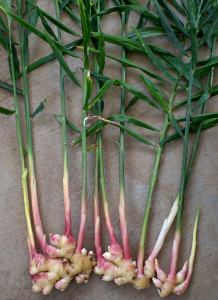 Culinary Ginger (1 Gal Pot)