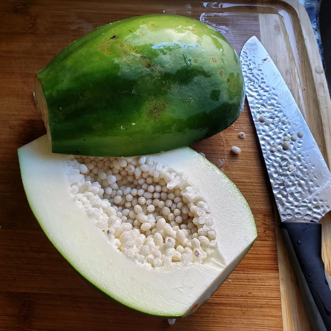Papaya Tree (2 Sizes)
