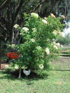 Elderberry Plant (2 sizes)