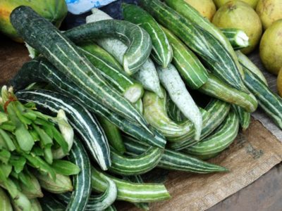 Gourds - Snake Gourd (4" pot)