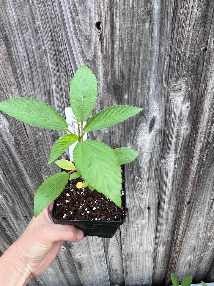 Spinach - Egyptian (4" pot)