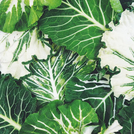 Collards - Varigated