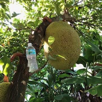 Jackfruit - Philippine (3 gal pot)