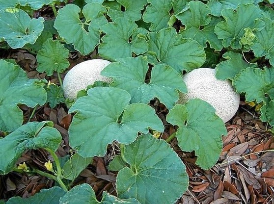 Melon - Edisto 47 (4" pot)