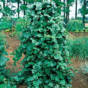 Spinach, Tropical - Green Malabar