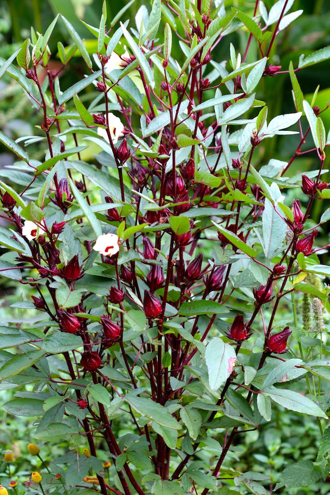 Roselle (Sorelle) - (4" pot)