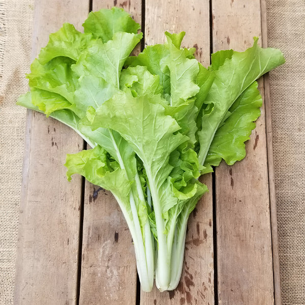 Lettuce - Tokyo Bekana