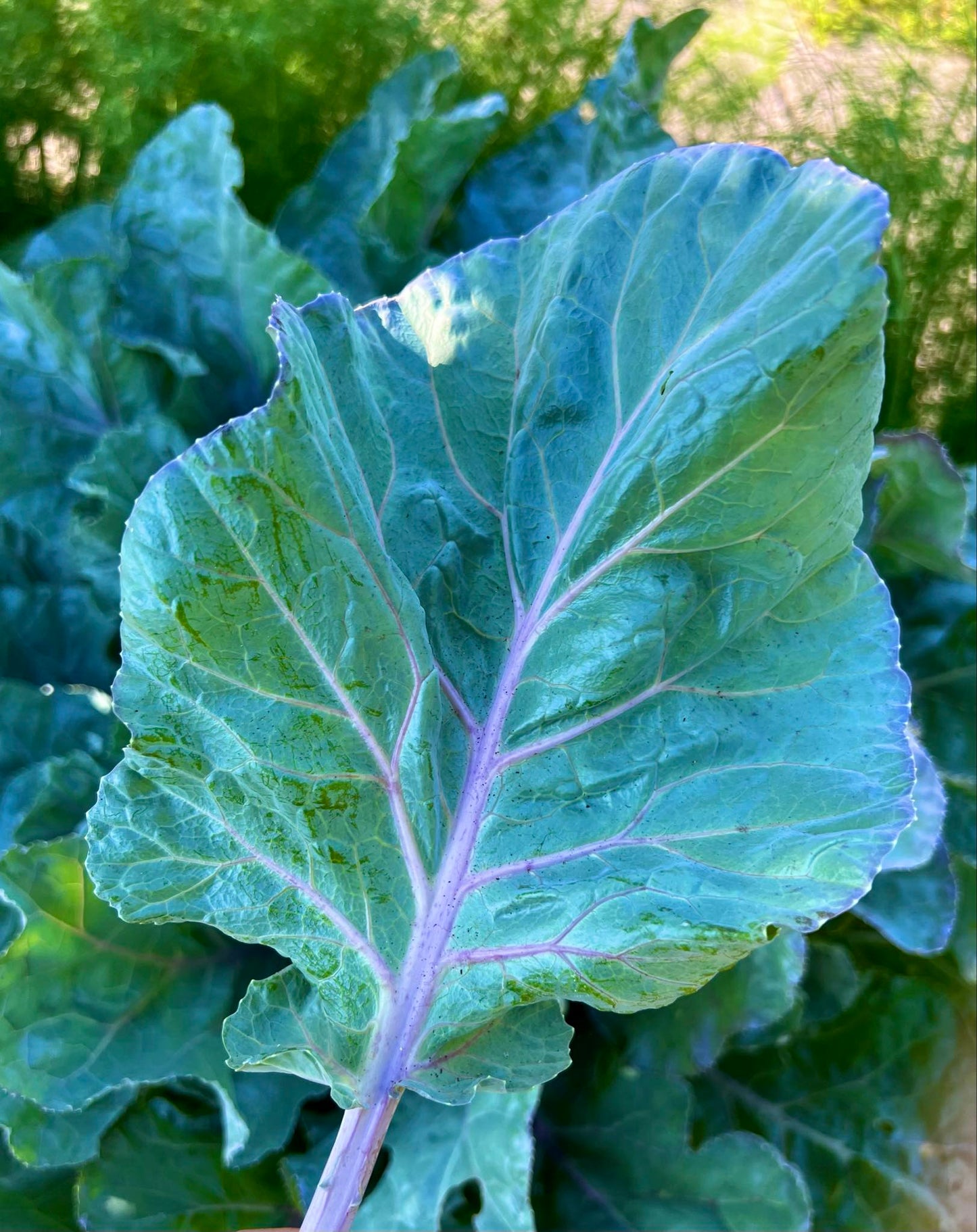 Collards - Alabama Blue