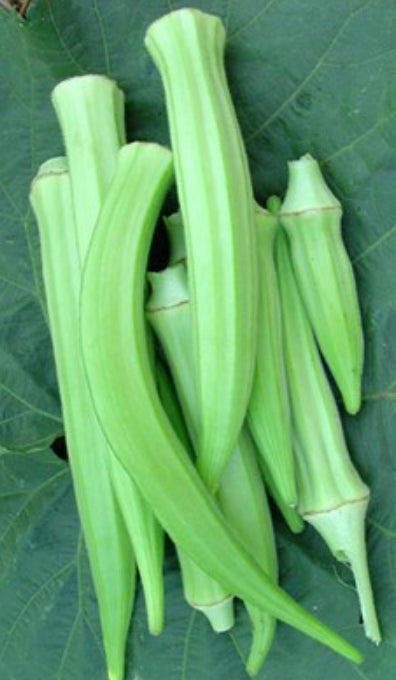 Okra - Burmese (4" pot)
