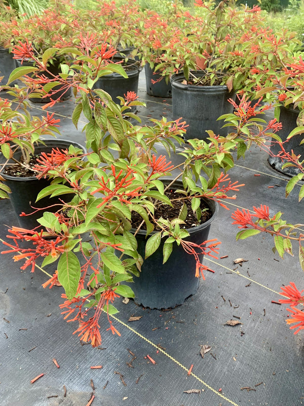 Calusa Firebush (Hamelia patens)