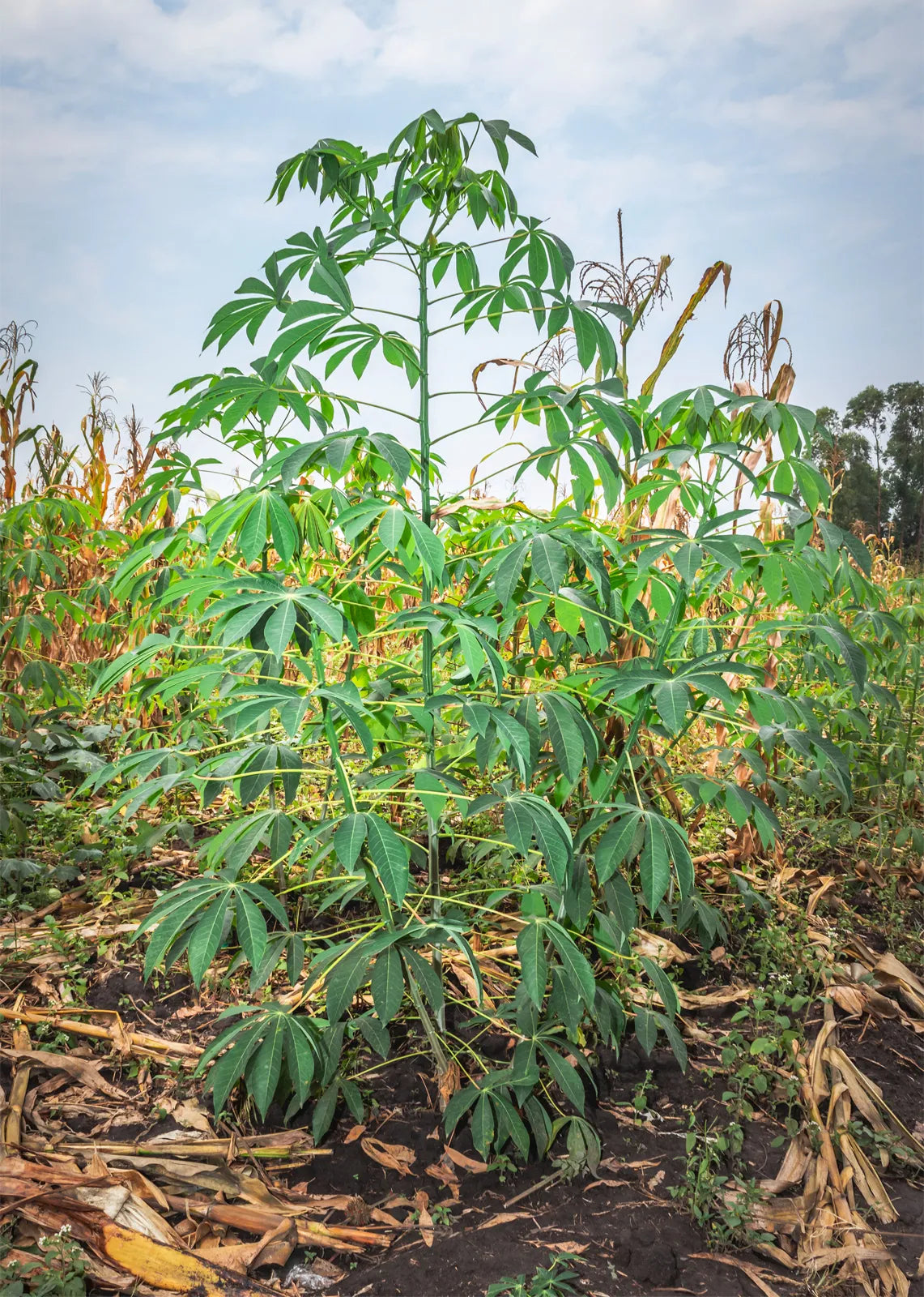 Cassava (Yuca)- Shan's Yellow (1 Gal Pot)