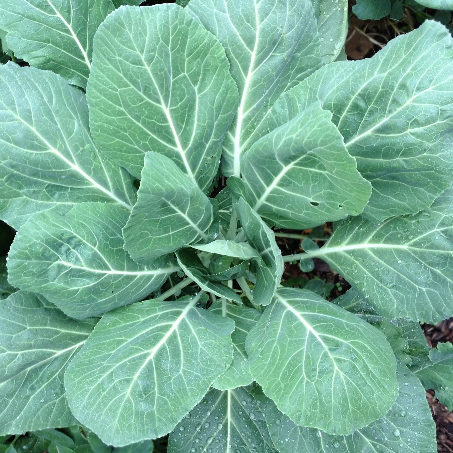 Collard - Champion