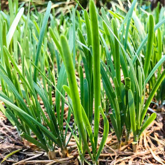 Chives