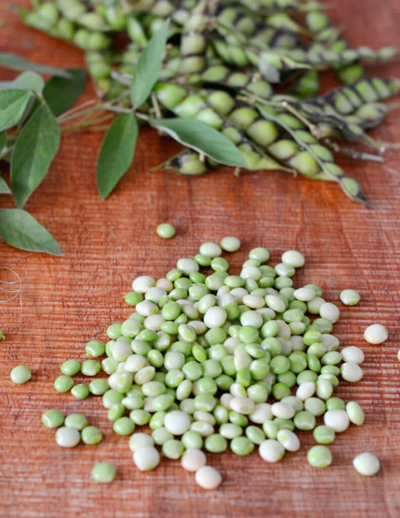 Pigeon Pea "Gandules" (1 Gal Pot)
