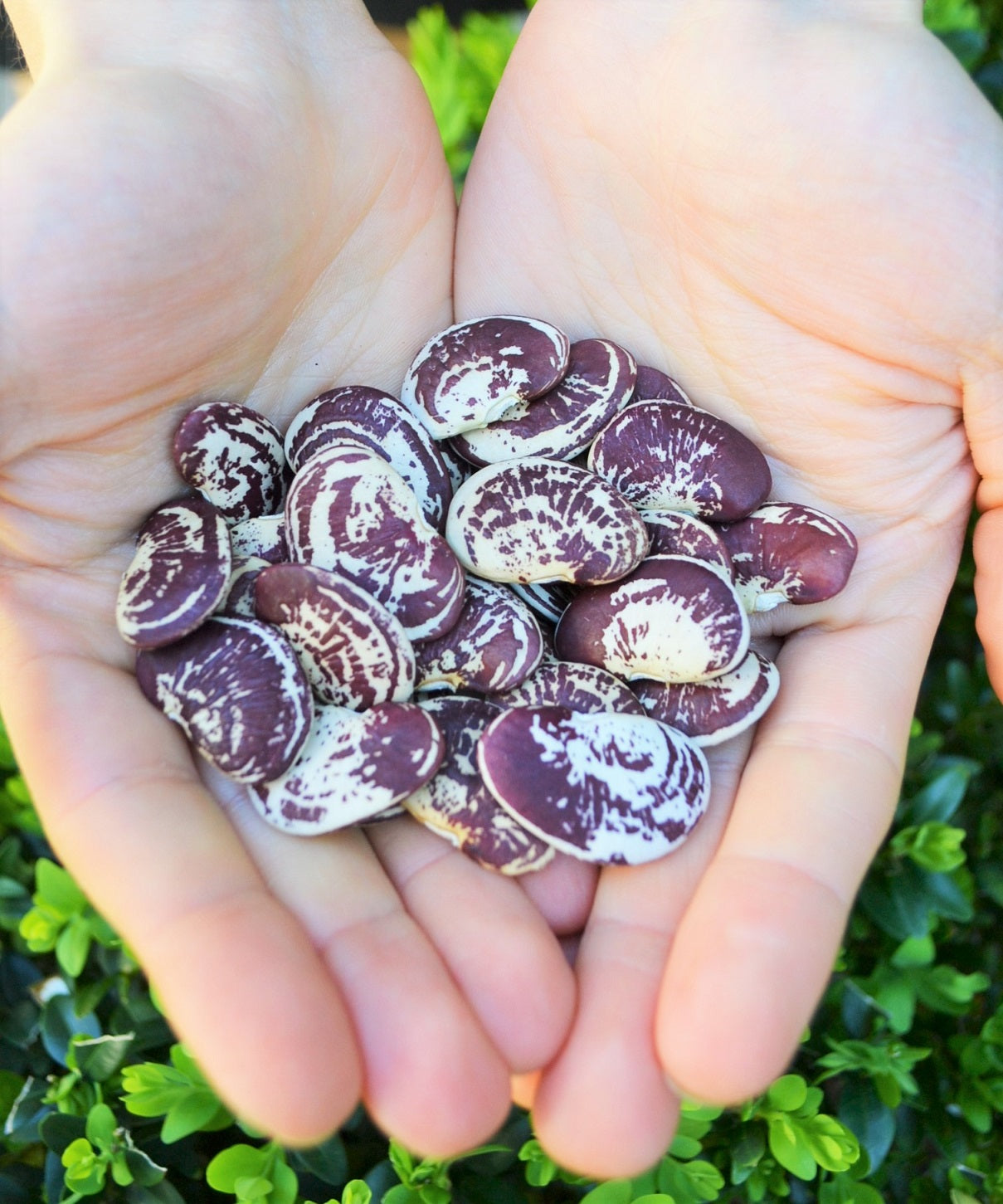 Beans, Lima - Madagascar (4" Pot)