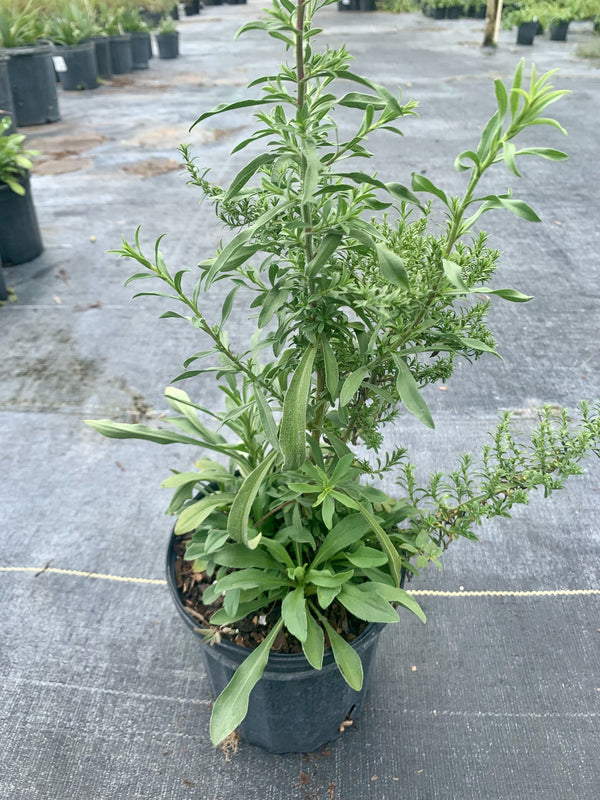 Frost Aster (Symphyotrichum pilosum)