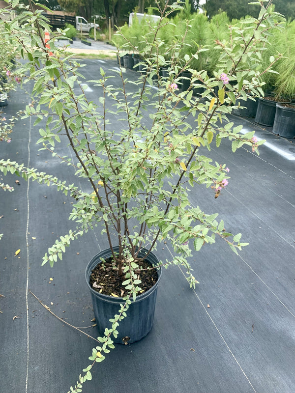 Grayleaf Teabush (Melochia tomentosa)
