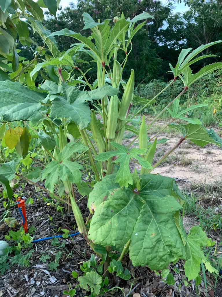 Okra - Gumby (4" pot)