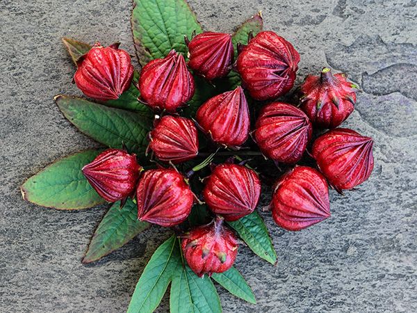 Roselle (Sorelle) - (4" pot)