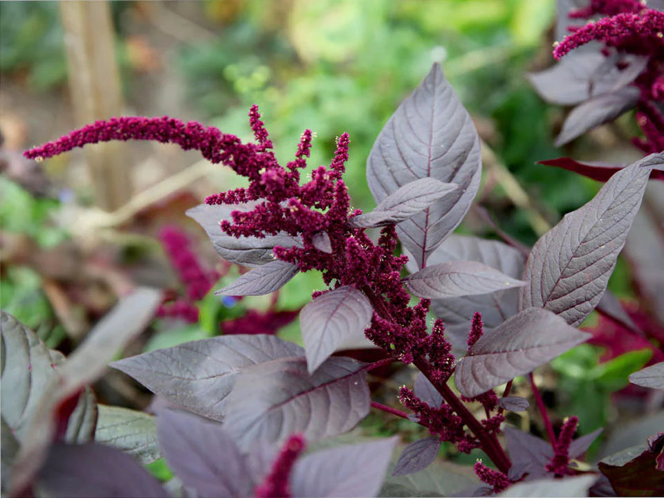 Amaranth (Callaloo) - Hopi Red Dye (4" pot)