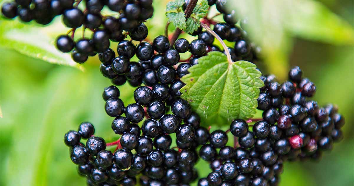 Elderberry Plant (2 sizes)