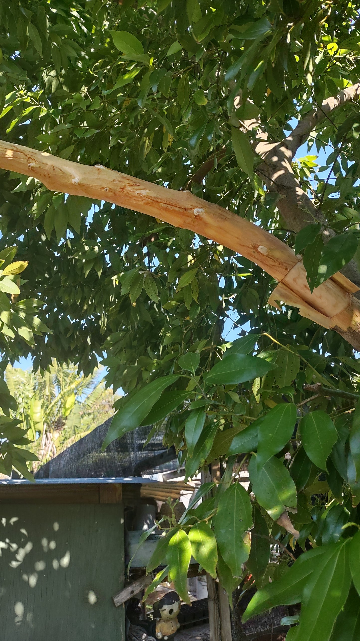 7/18/26 Harvesting Homegrown Cinnamon