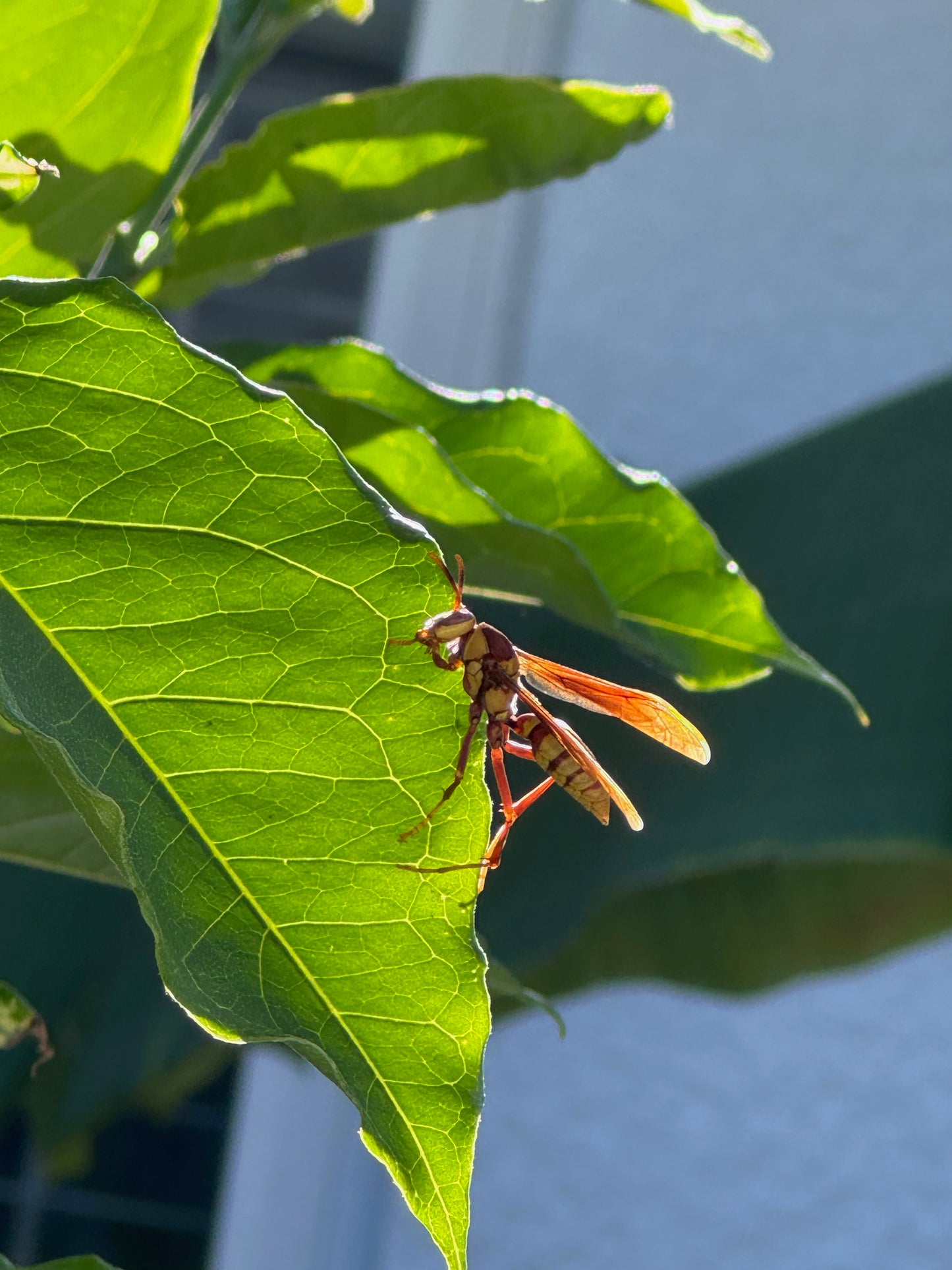 8/1/26 Bug Curious: Getting to Know Your Garden Neighbors