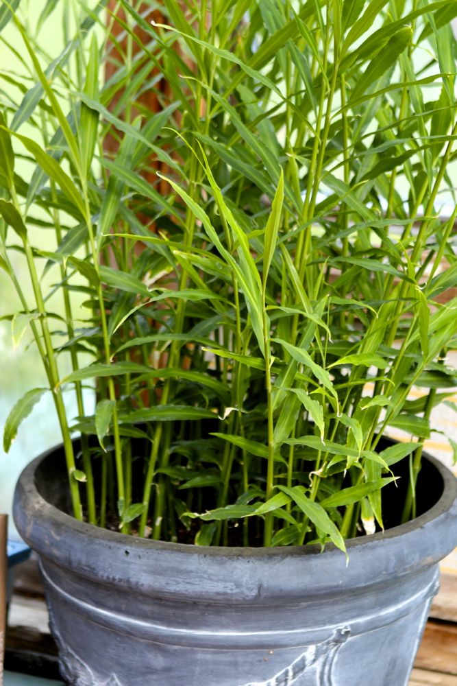 Culinary Ginger (1 Gal Pot)