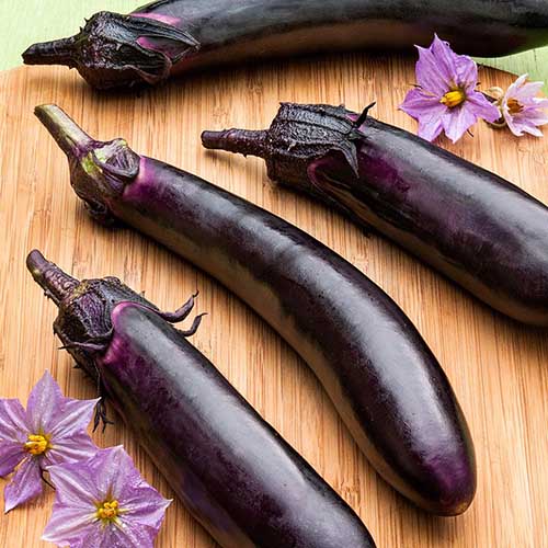 Eggplant - Kurume long(4" pot)