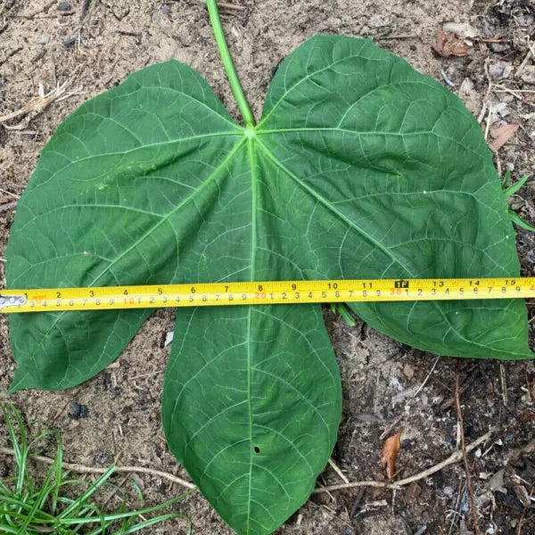 Chaya (Tree Spinach) Jumbo Leaf (1 Gal Pot)