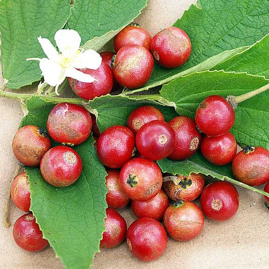 Jamaican Cherry (Strawberry Fruit Tree) (1 Gal Pot)