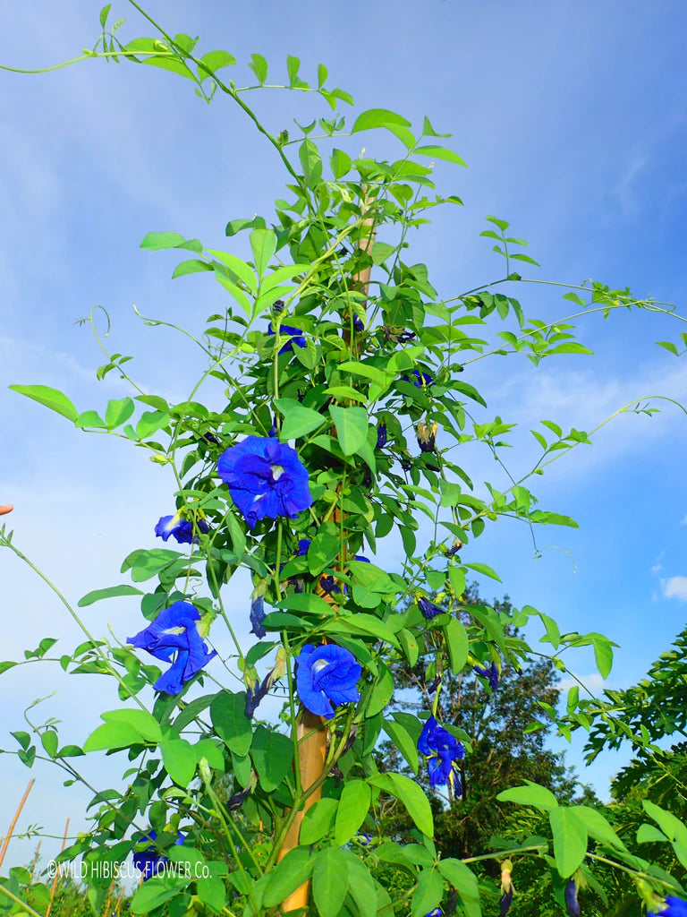 Butterfly Pea Flower