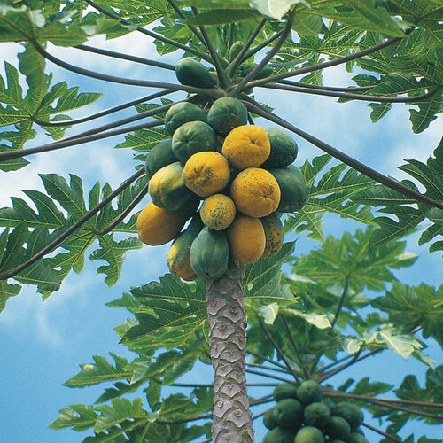 Papaya Tree (2 Sizes)