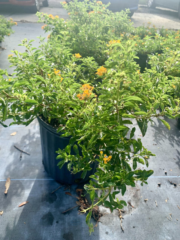 Pineland Lantana (Lantana depressa)
